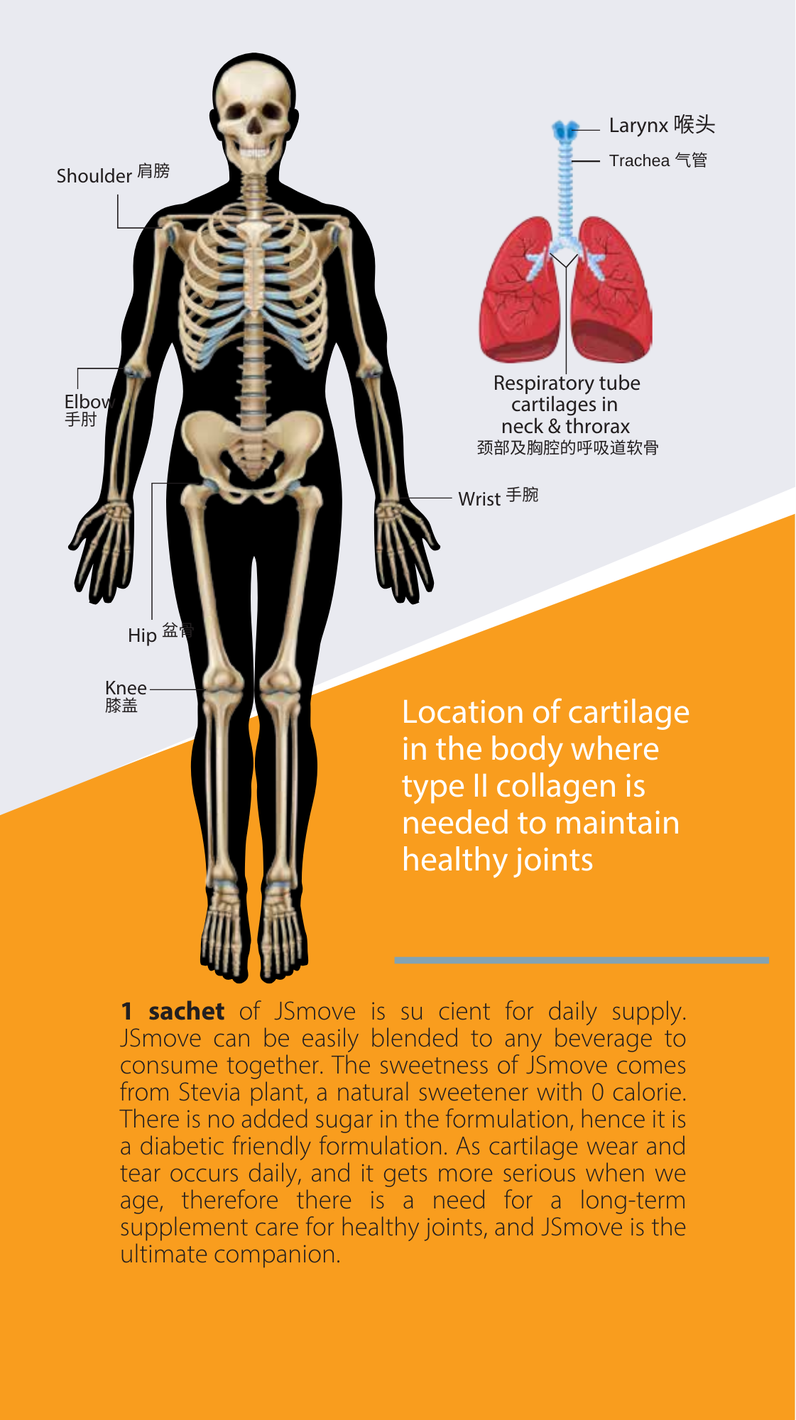 Therabio JSmove - Type II Collagen Joint Repair Supplement (Lutut, Sendi) (30 Sachets/Box) - Image 5